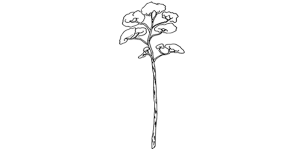 meranti