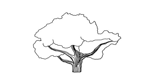 stejar